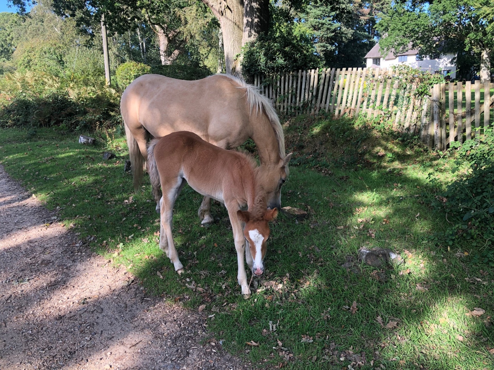 a foal and mare by a track