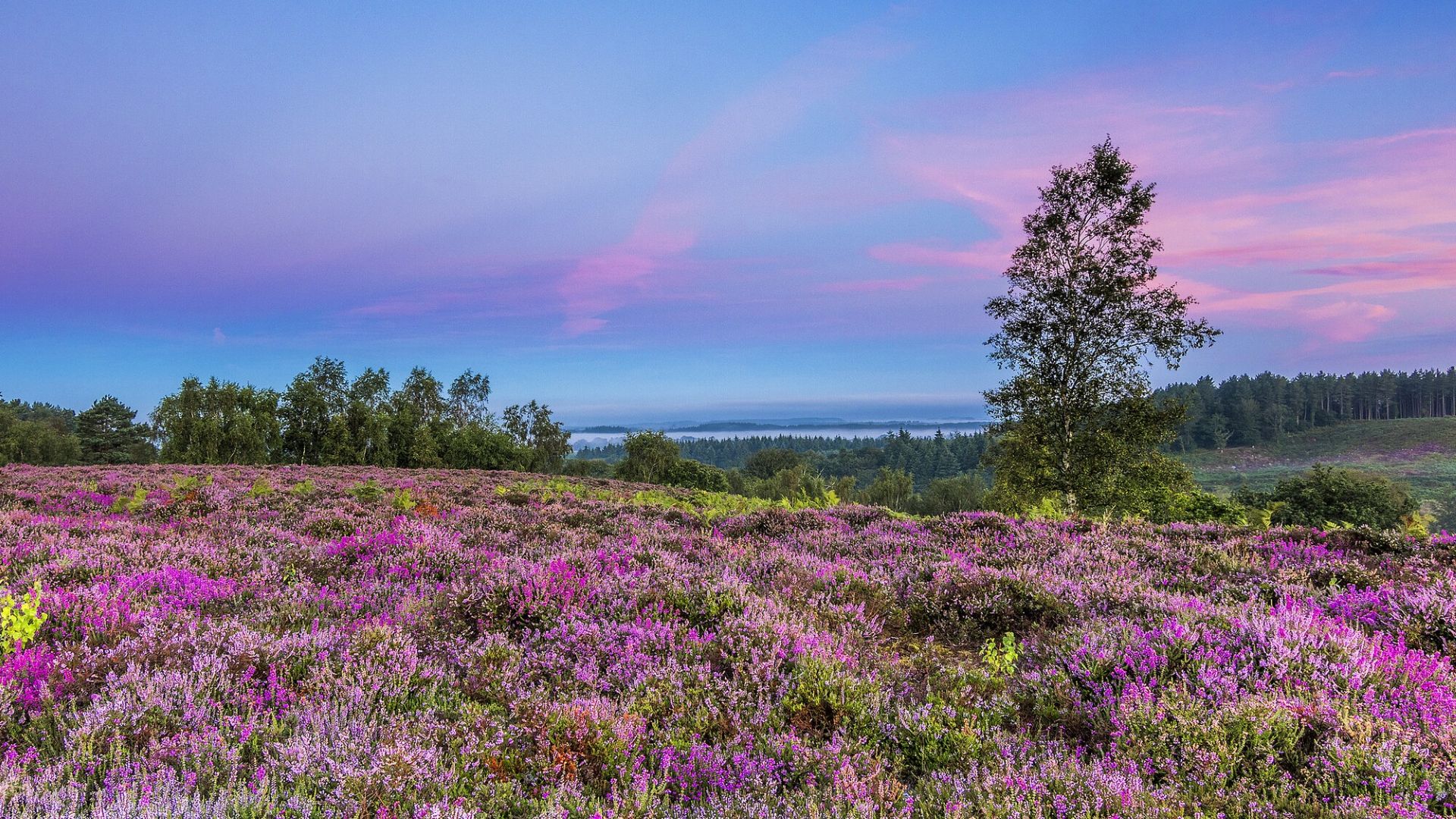 purple heather on a hill with a tree in the middle and misty purple sunrise behind