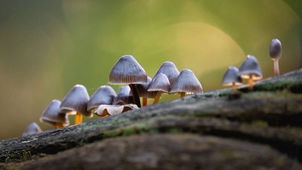 Close up of mushrooms on a log
