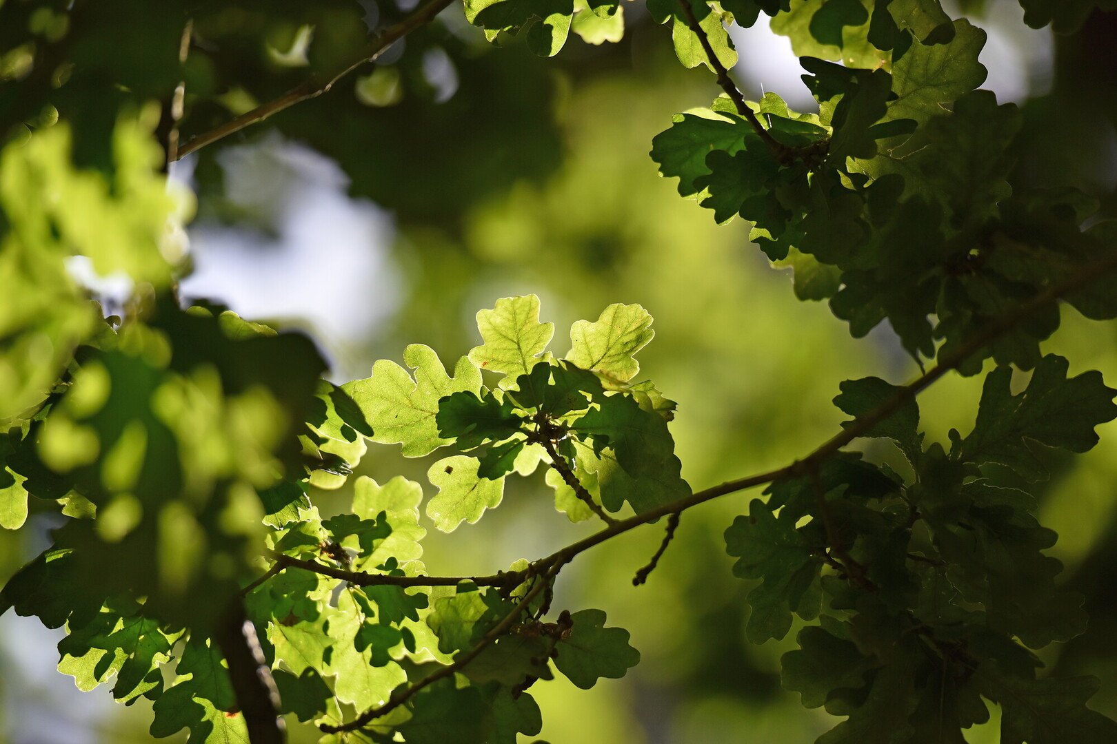 sunlit oak leaves