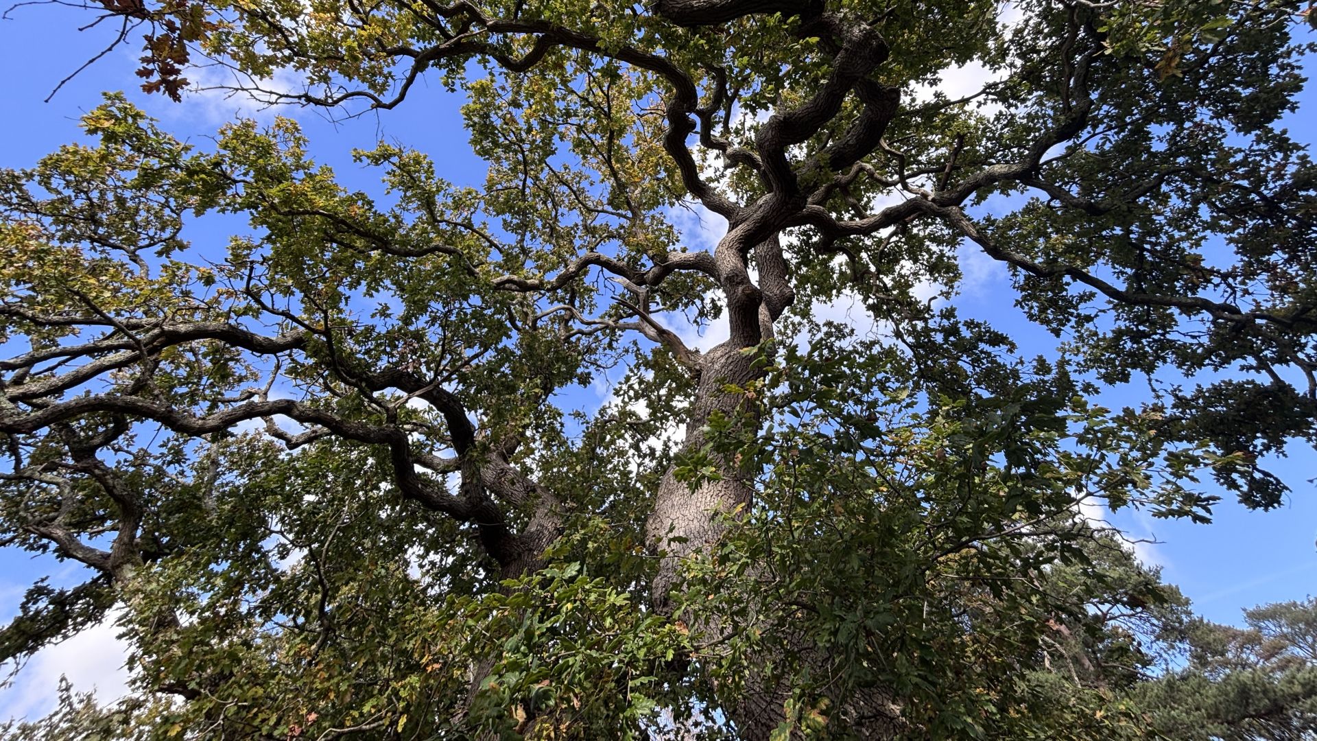 Oak tree branches and leaves with a blue sky behind