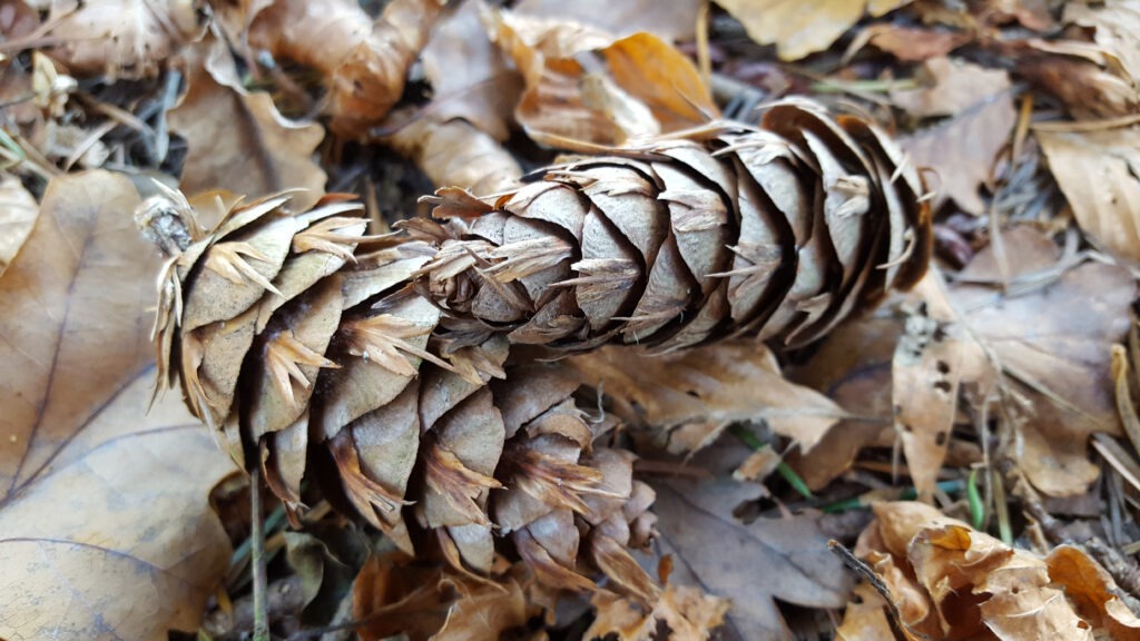 pine cones closeup on a bed of leaves