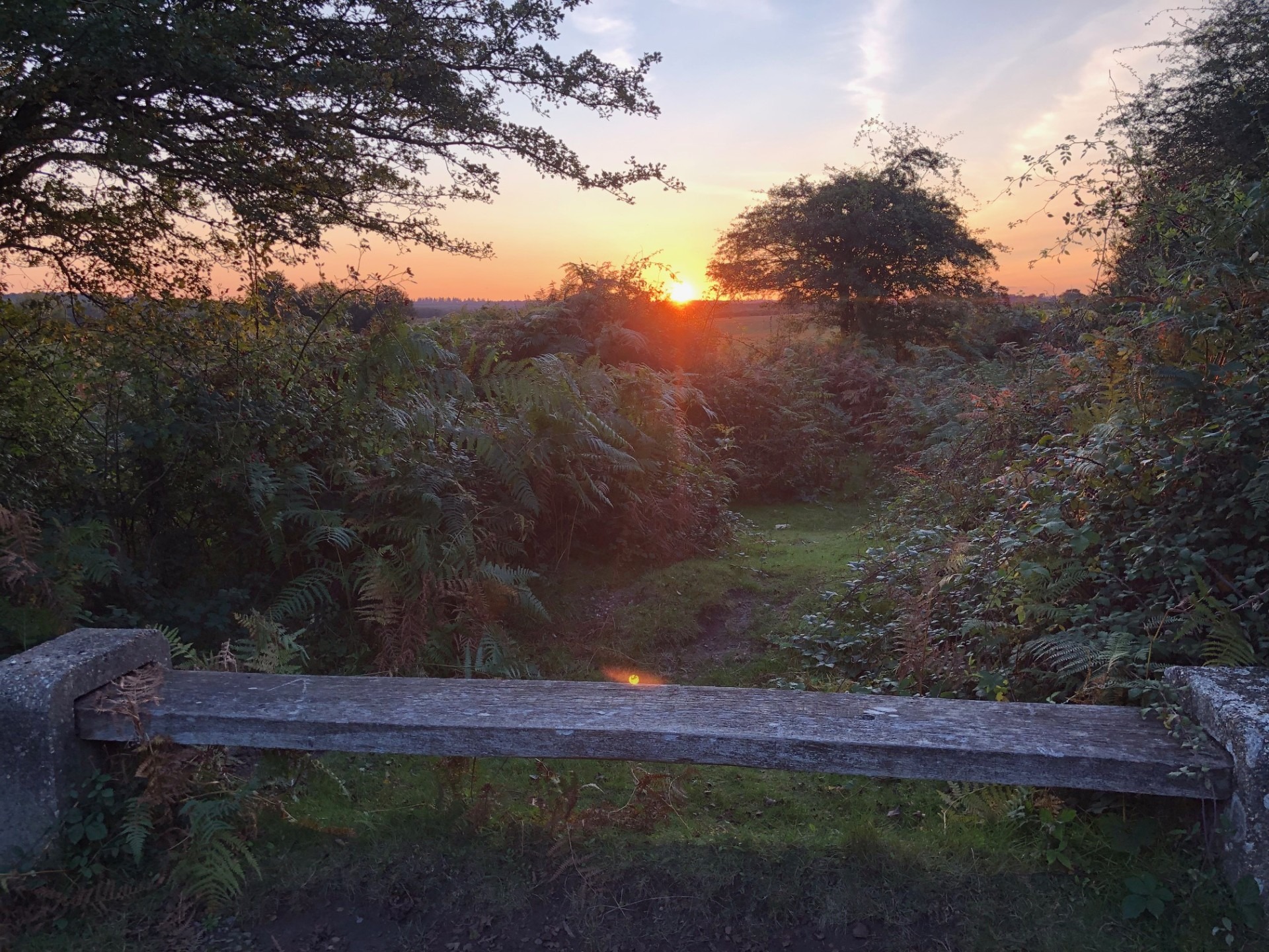a wooden bench overlooking bushes and a sunset