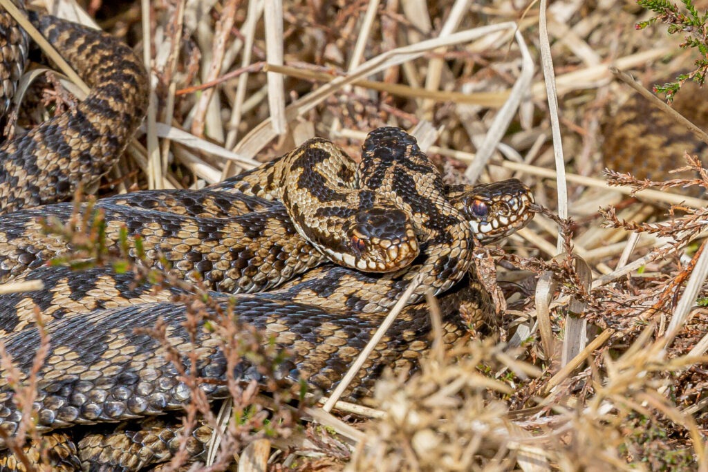 two adders in undergrowth