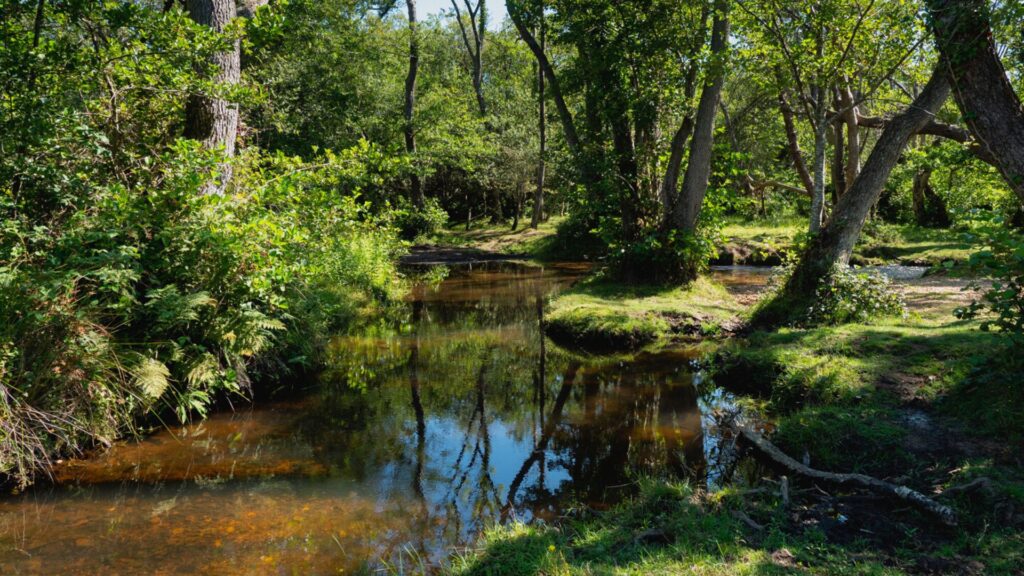 Green lush woodland and river scene
