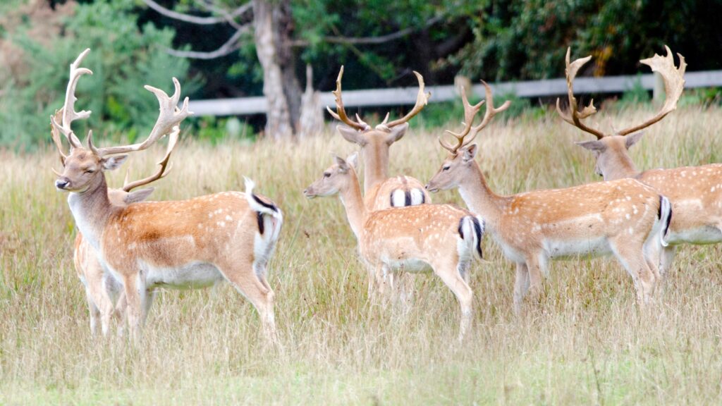 a herd of fallow deer in grassland