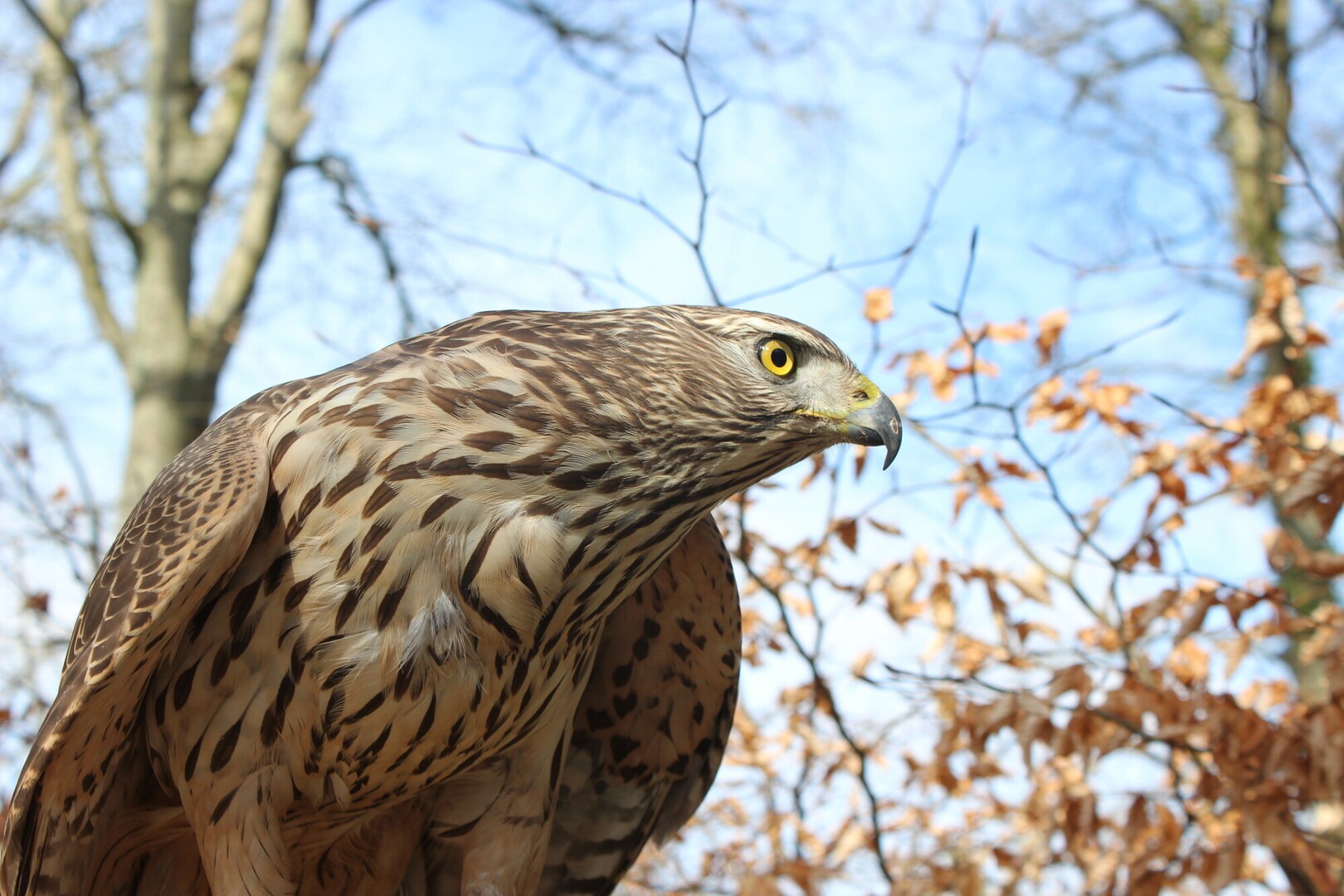 close up of a raptor bird with trees behind