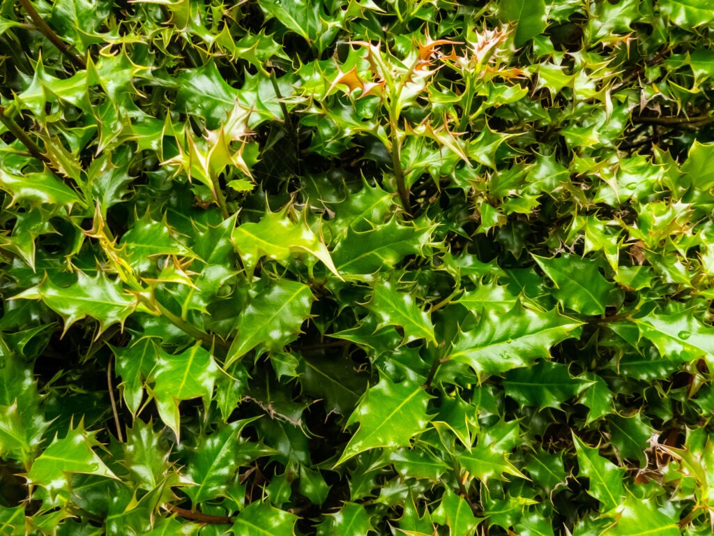 Close up of holly leaves in a hedge