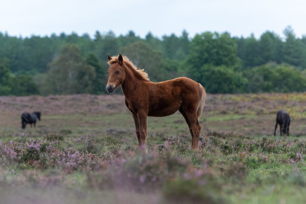 A foal on New Forest heathland