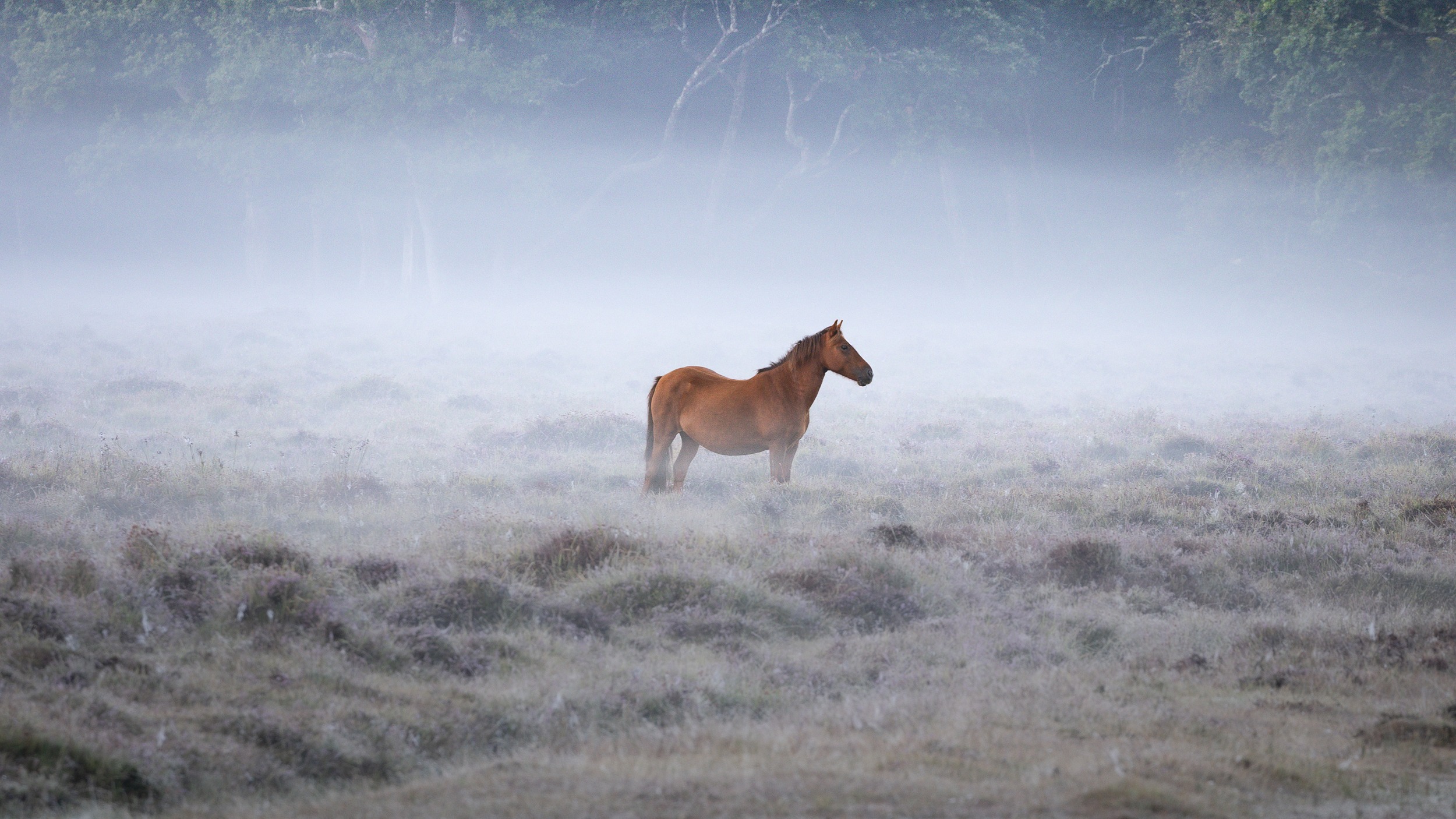 Pony in the mist by Andy Tait 16.9