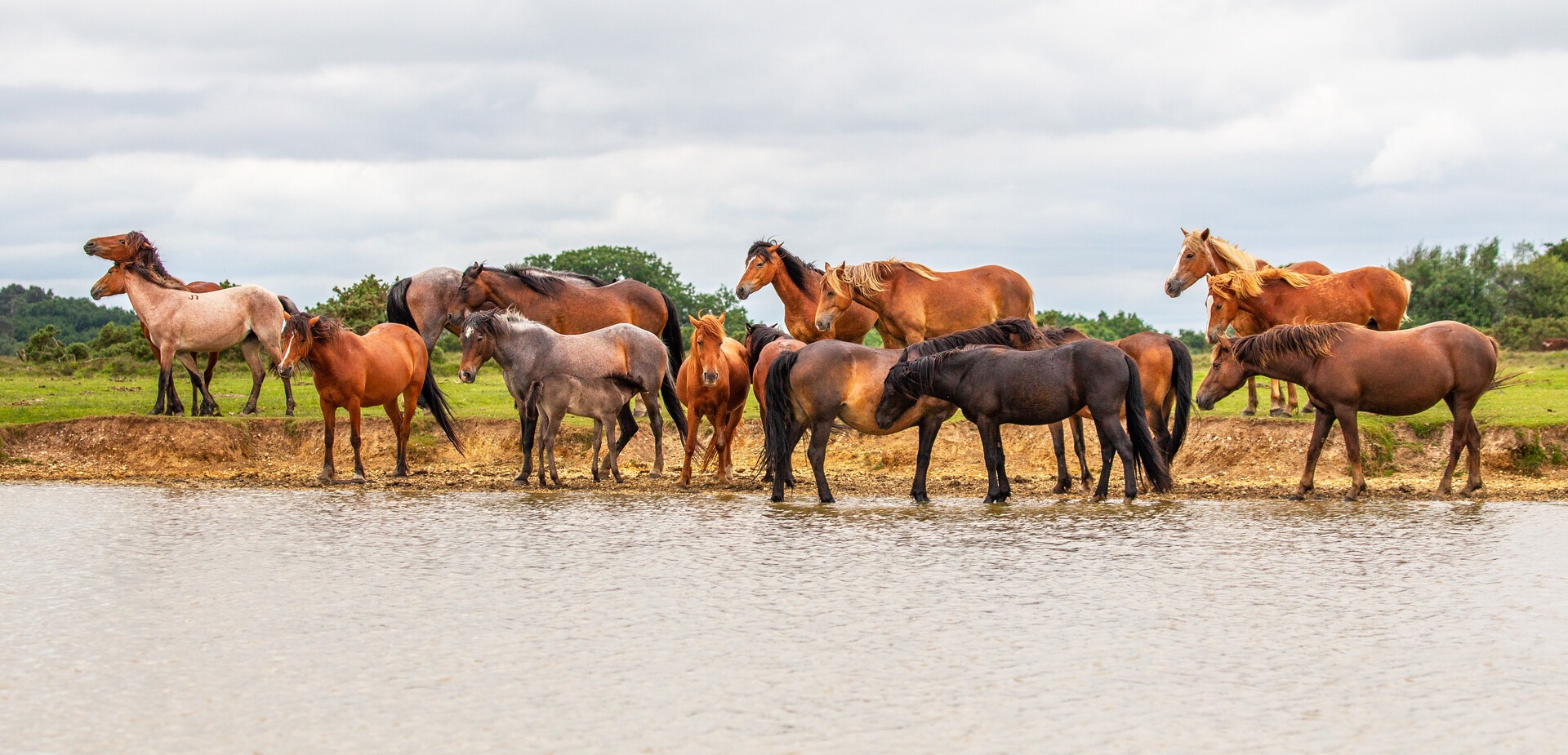 17 New Forest ponies gather around a water source.