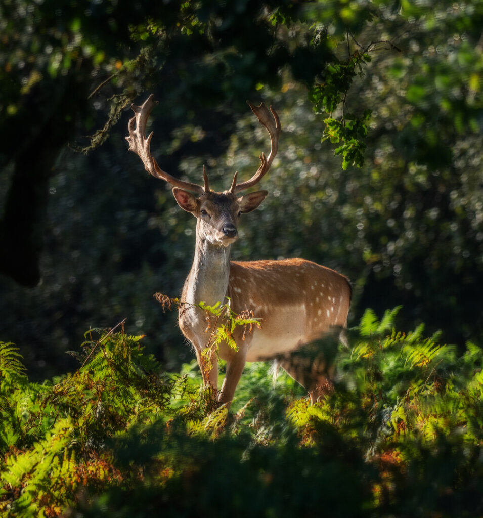 A fallow buck framed by tree canopy and ferns