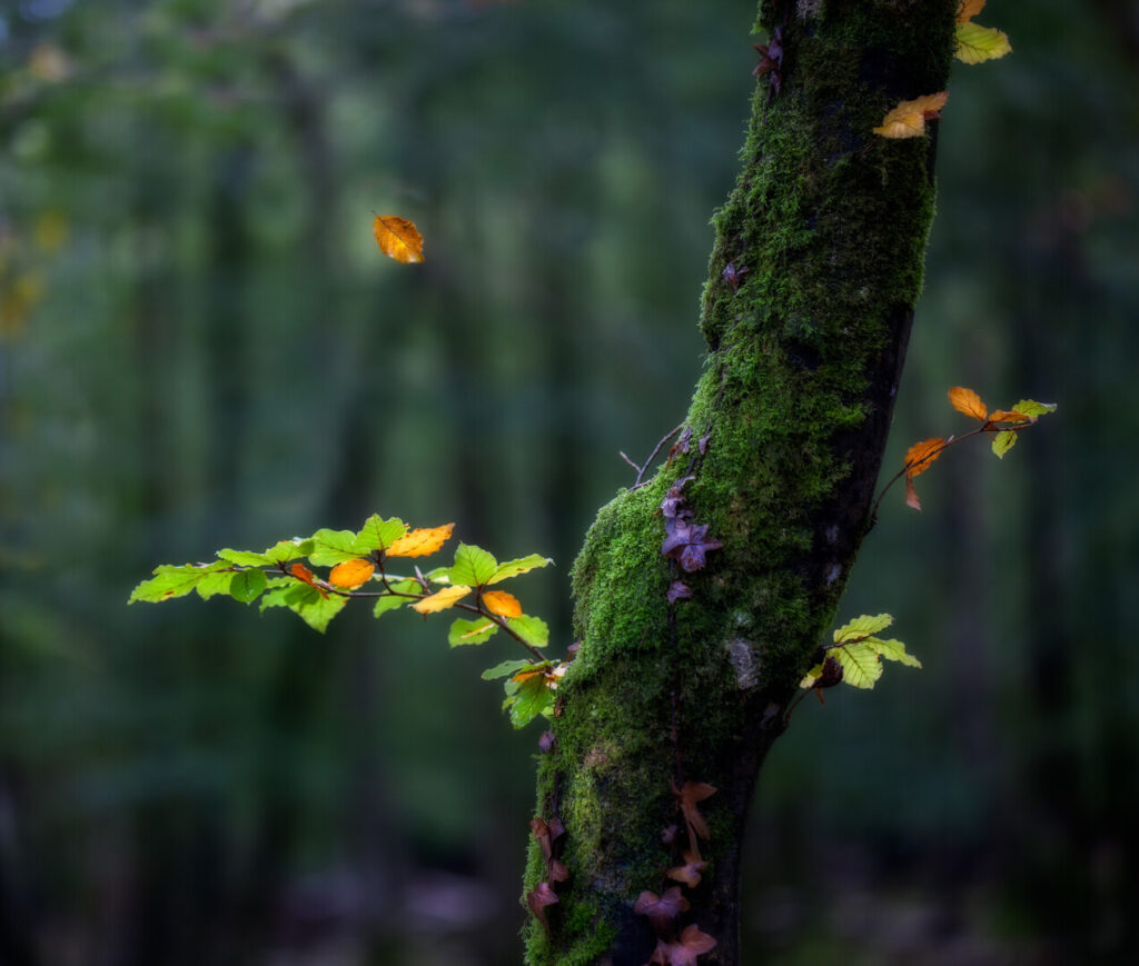 Mossy branch and leaves