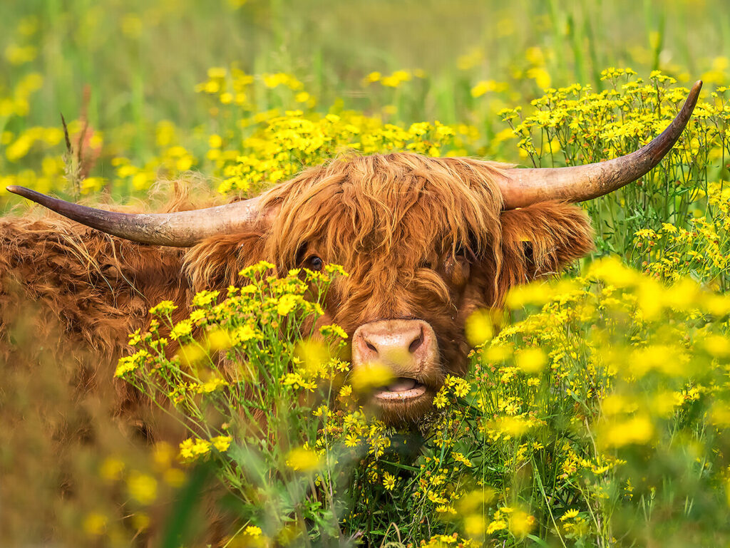 A Highland Cow amongst yellow flowers and green stalks.