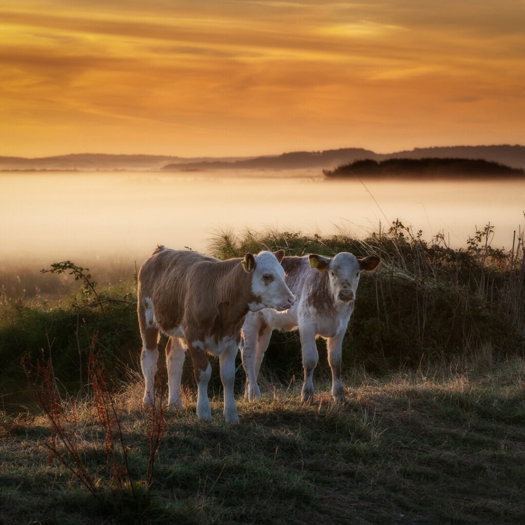 Calves caught in morning light