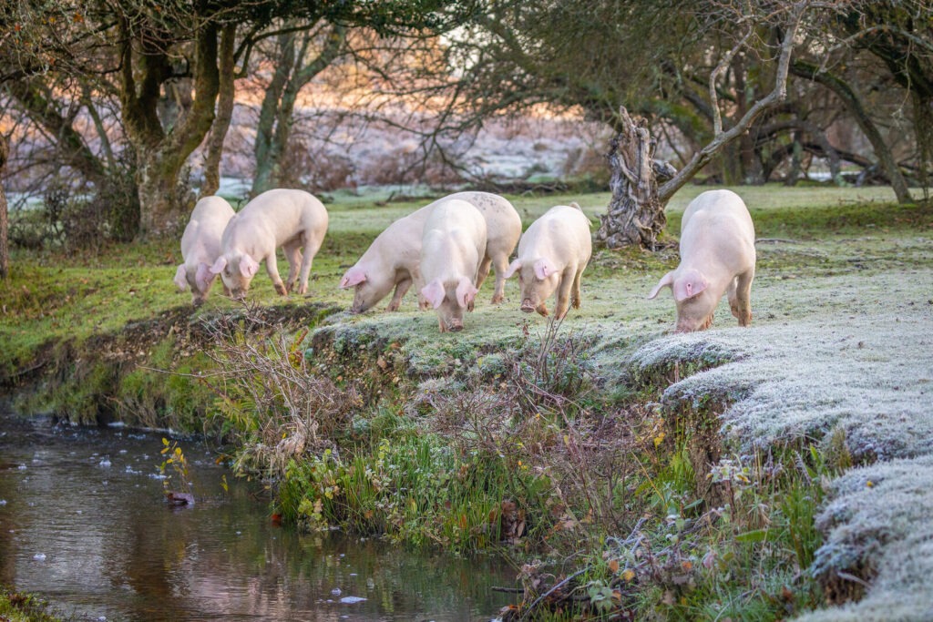 pannage pigs at sunrise