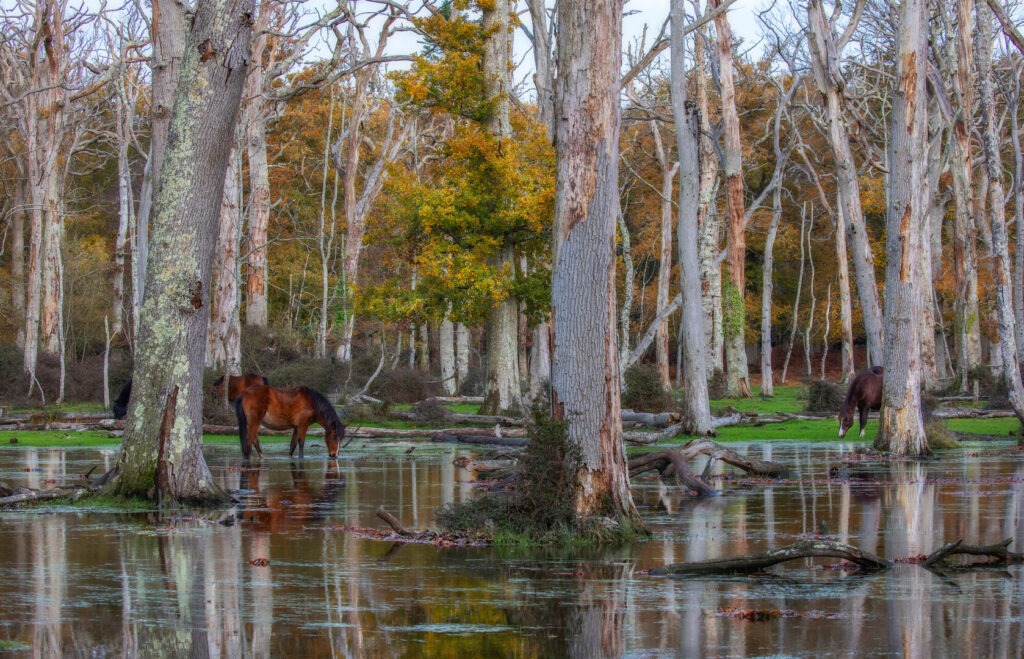 Ponies grazing amongst flooded trees