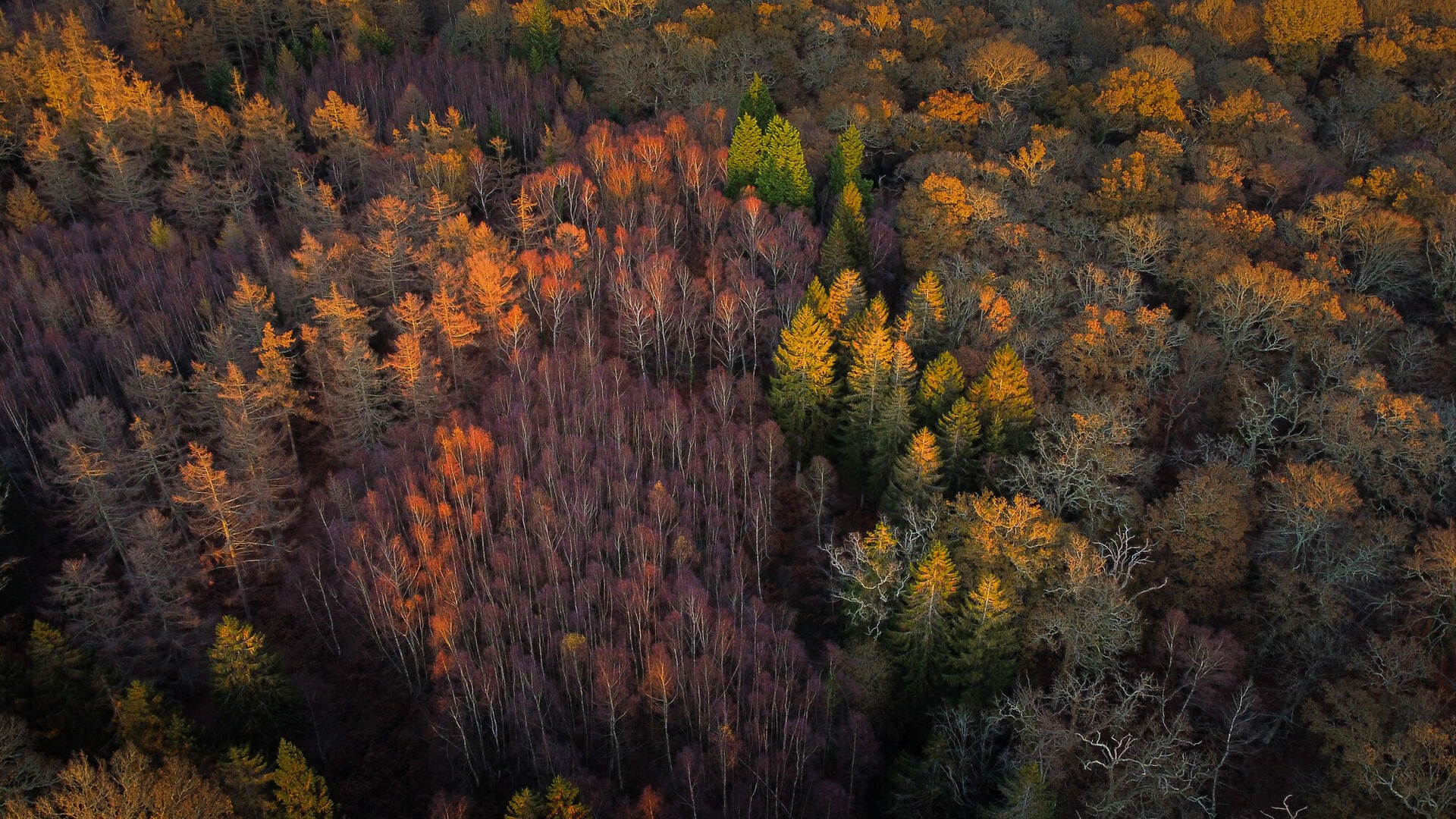 aerial view of trees