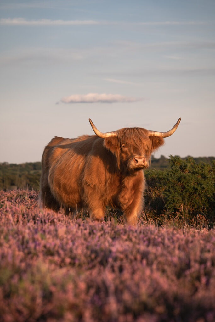Tan highland cow in the sunshine by the heather