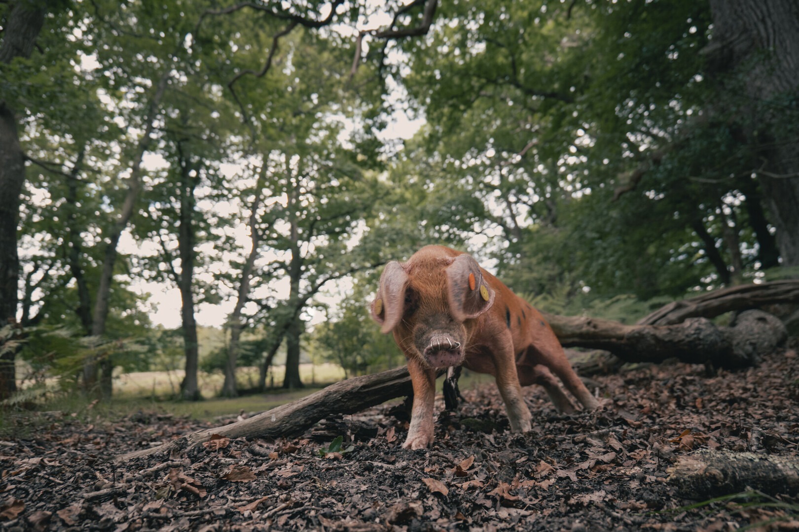 A pig scratching against a branch