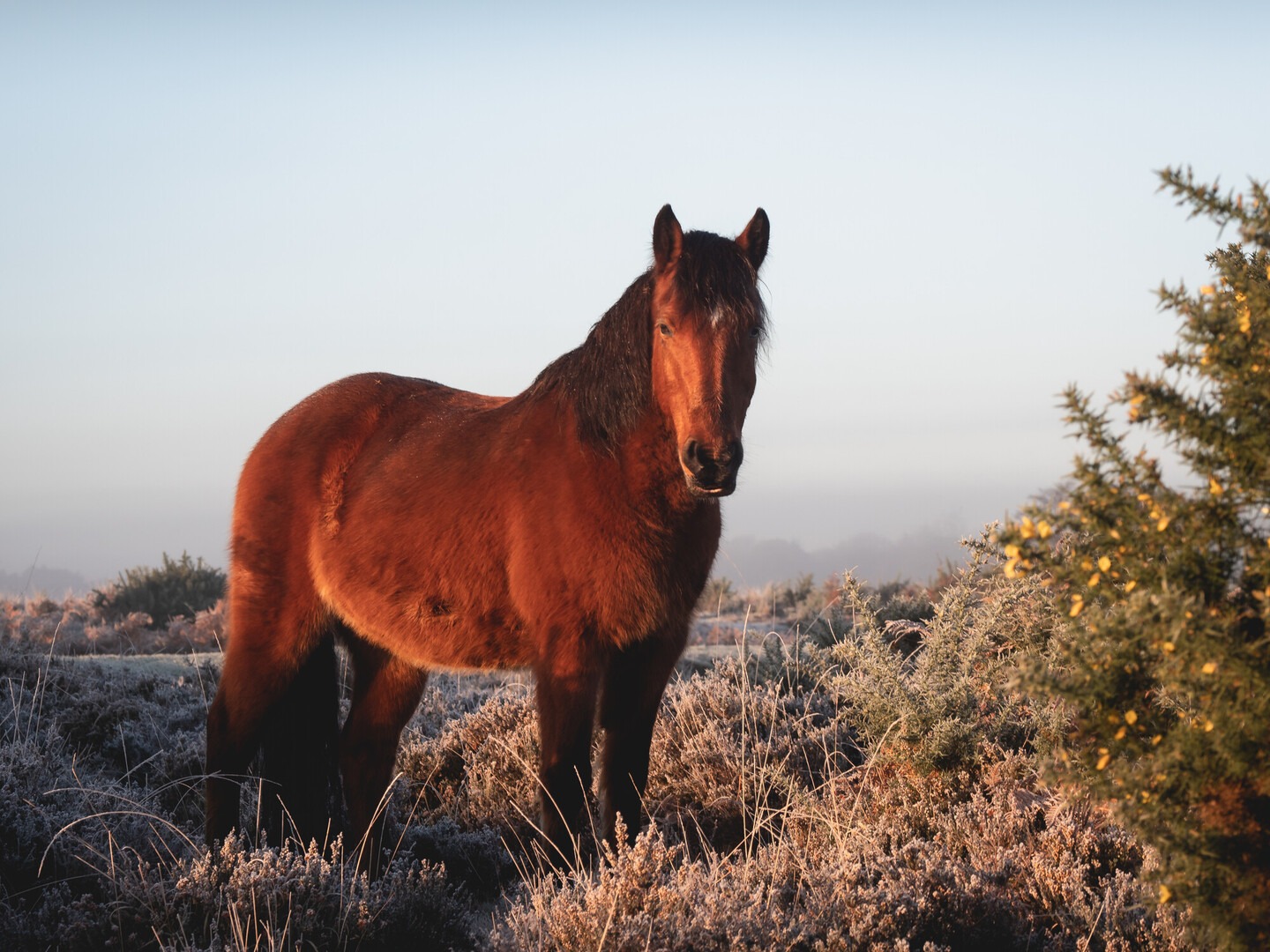 Brown pony looking ahead in the sunlight