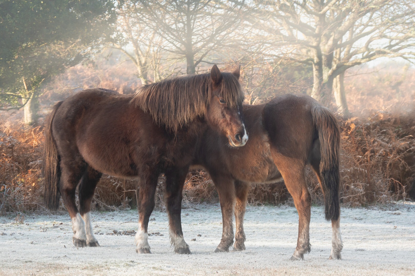 Two brown ponies side by side in the frost