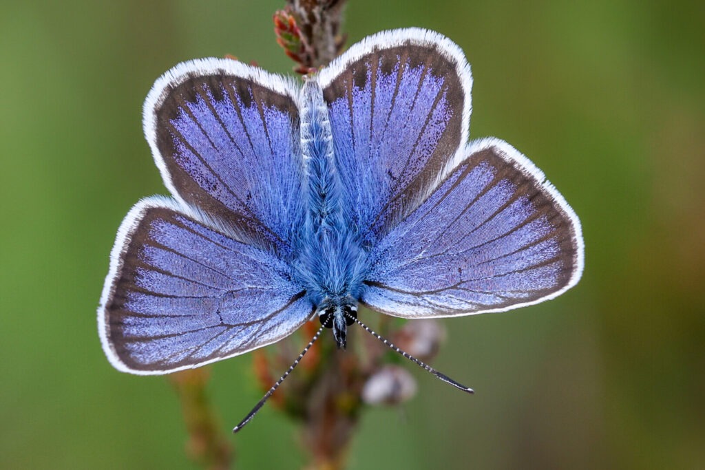 Silver studded blue butterfly