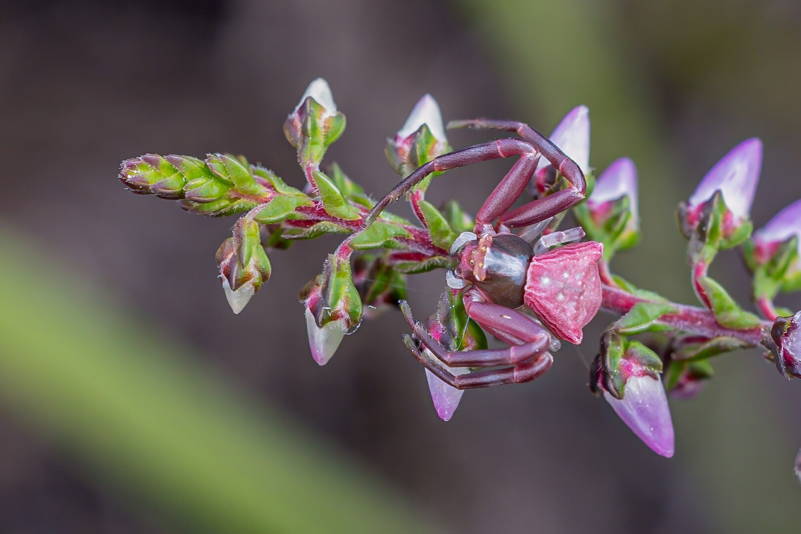 Heather crab spider on heather