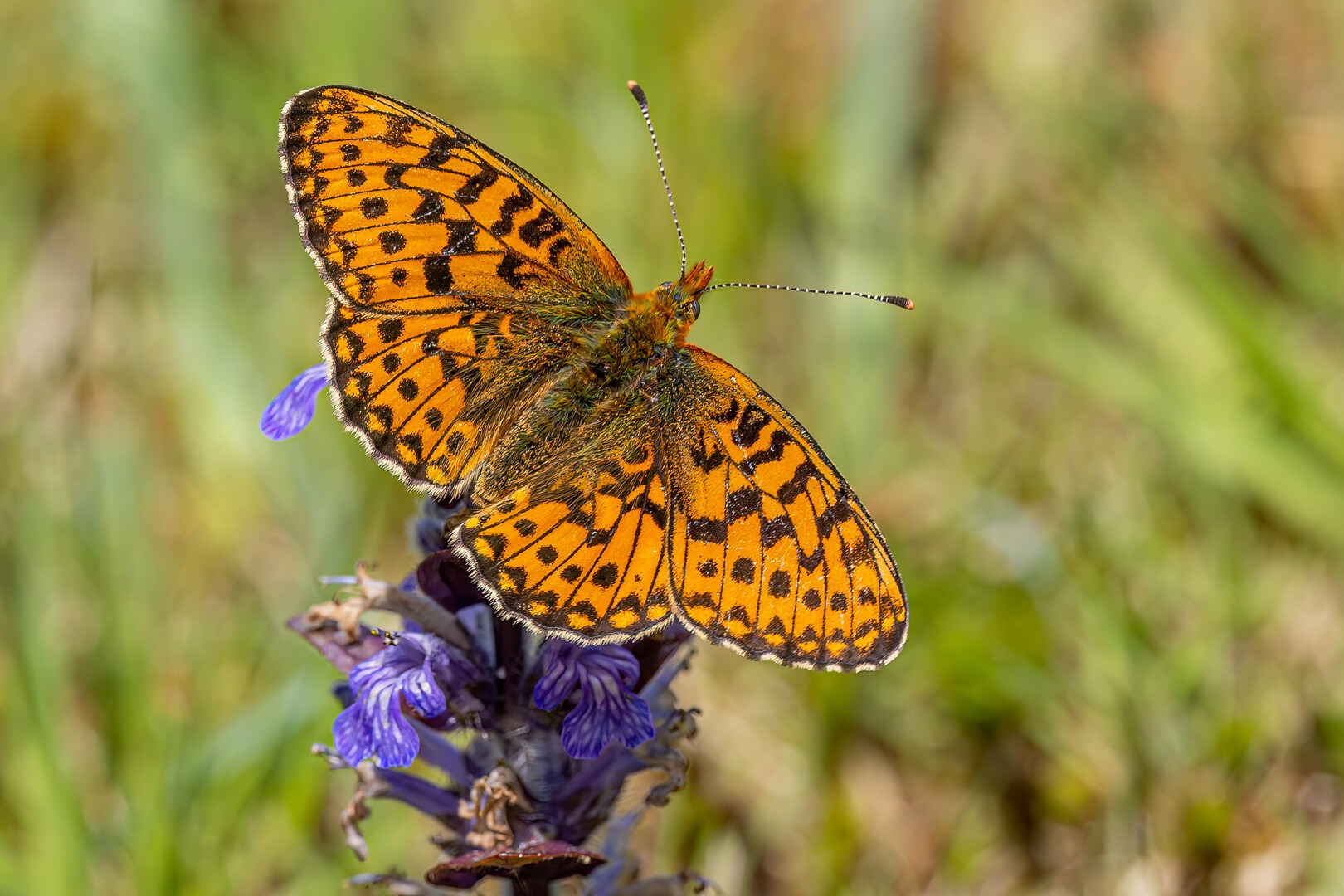 silver washed fritillary butterfly