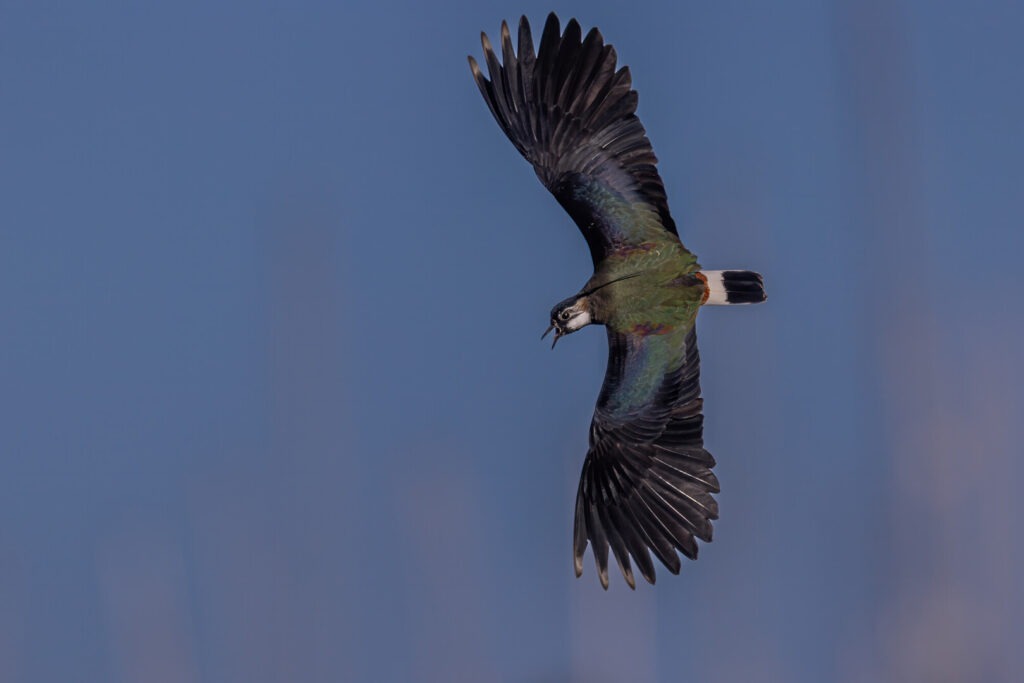 Lapwing in flight