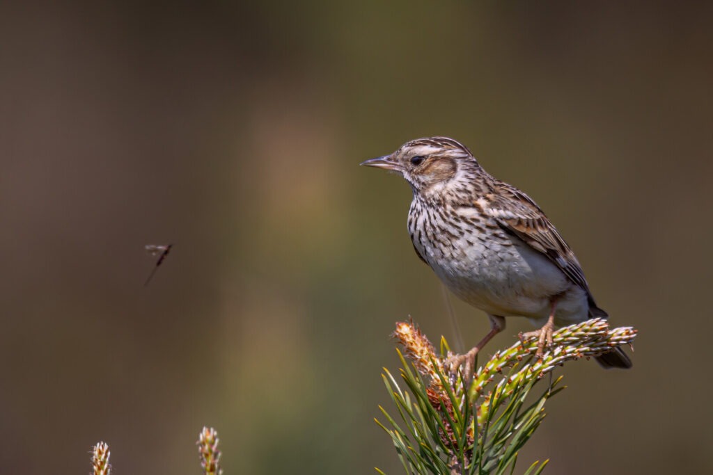 Woodlark bird perched on vegetation