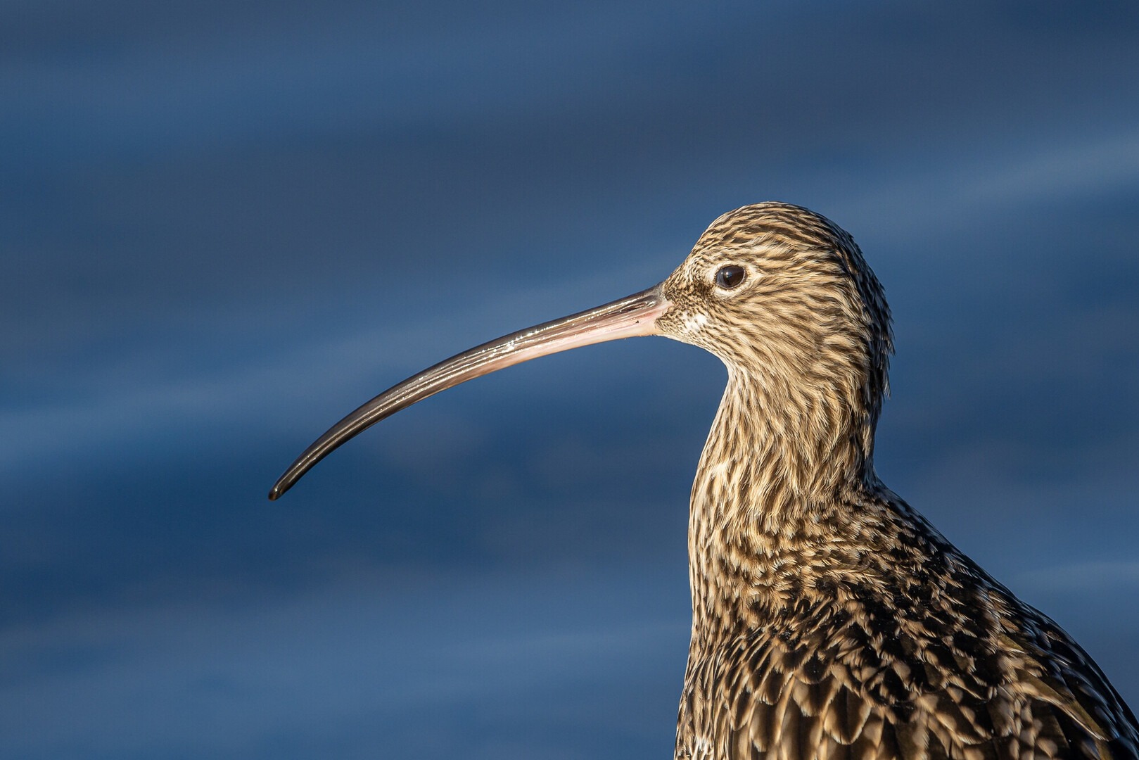 Curlew top half close up
