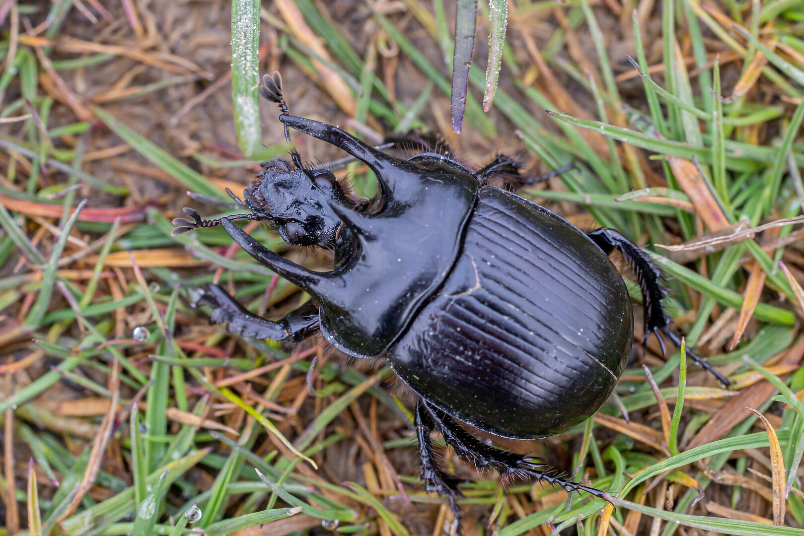Minotaur beetle
