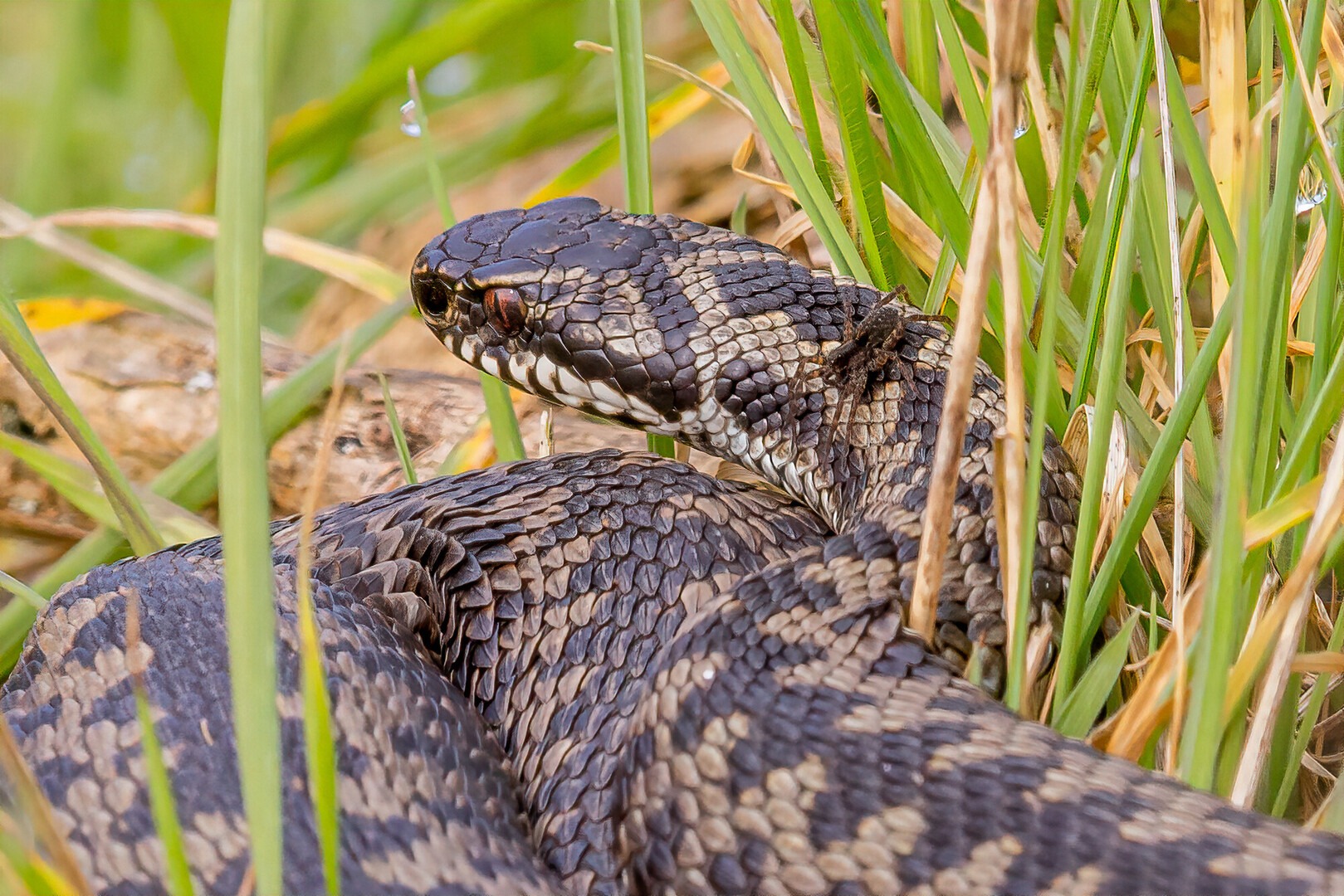 Adder in long grass