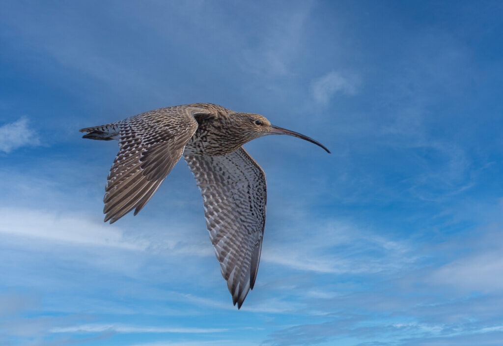 curlew in flight against blue sky