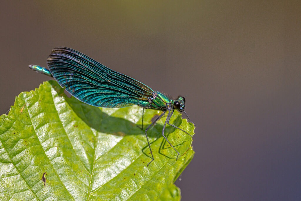 Beautiful demoiselle damselfly