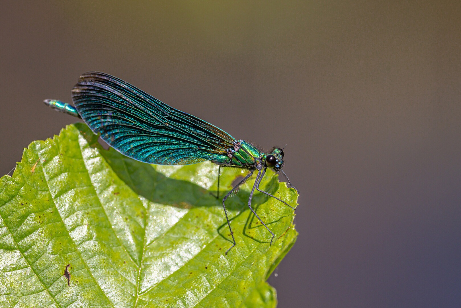Beautiful demoiselle damselfly