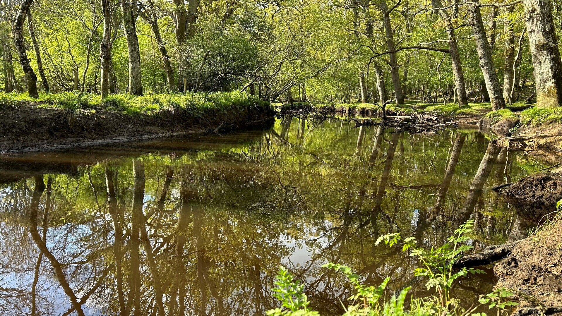 woodland river with trees reflecting