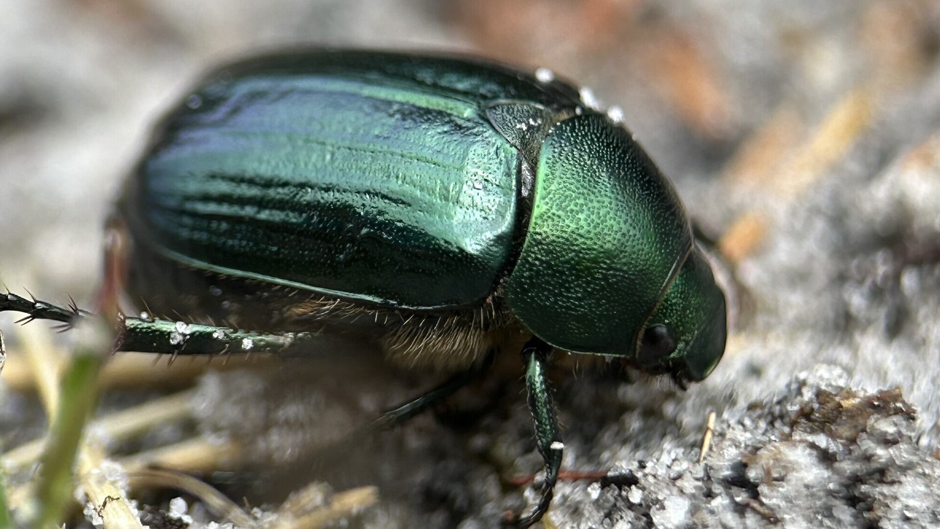 chafer beetle