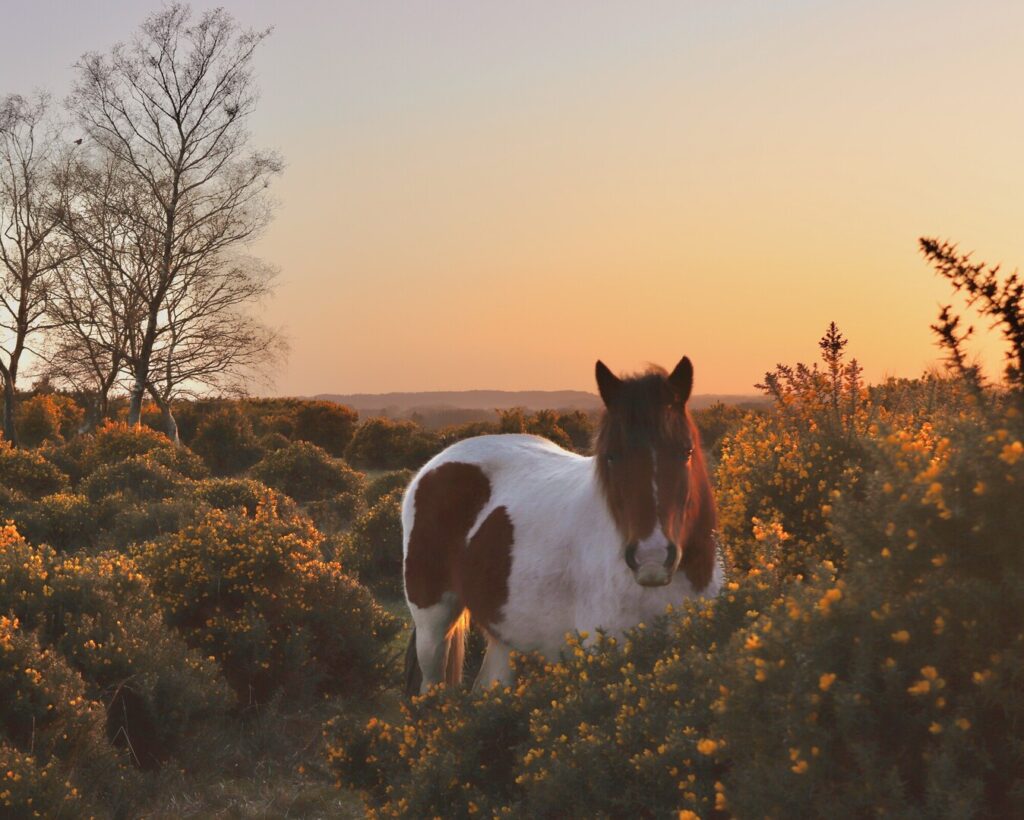 Brown and white pony standing amongst the yellow gorse in the New Forest