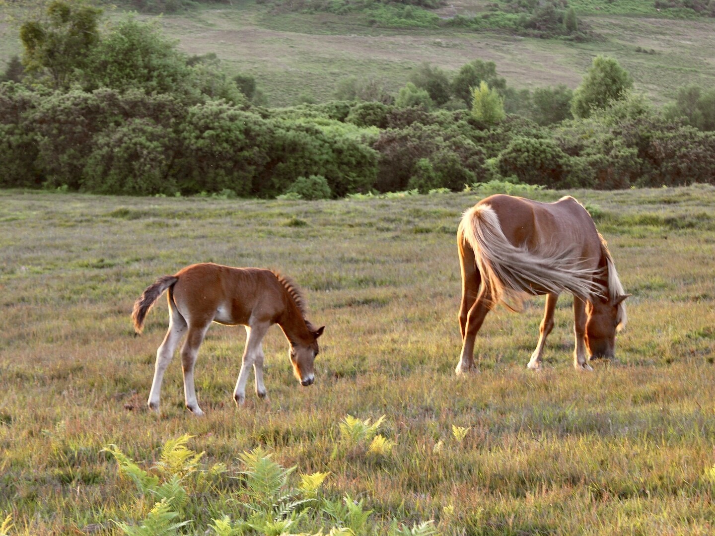 Brown pony and foal grazing in the New Forest