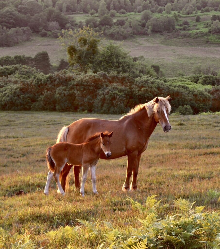 Brown pony with foal standing in the New Forest