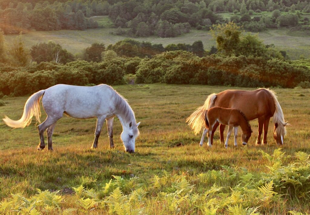 Grazing ponies with foal in the New Forest