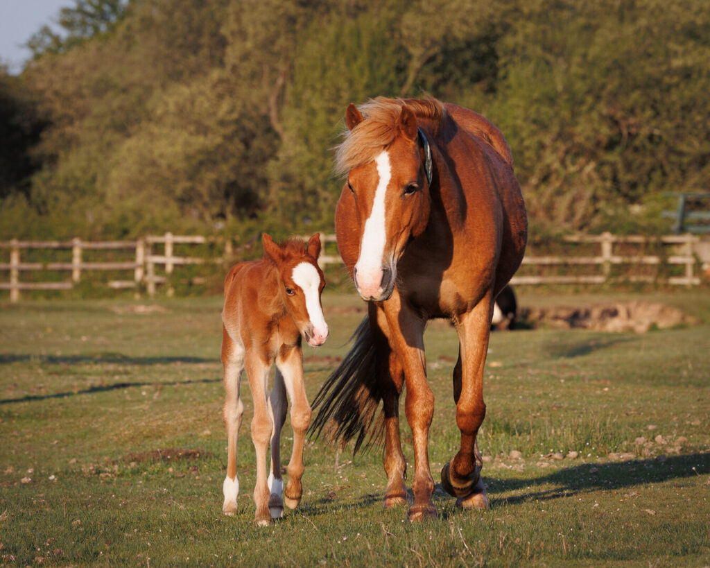 Tan mare and foal