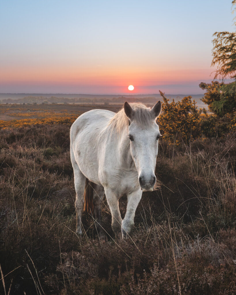 White pony at sunset