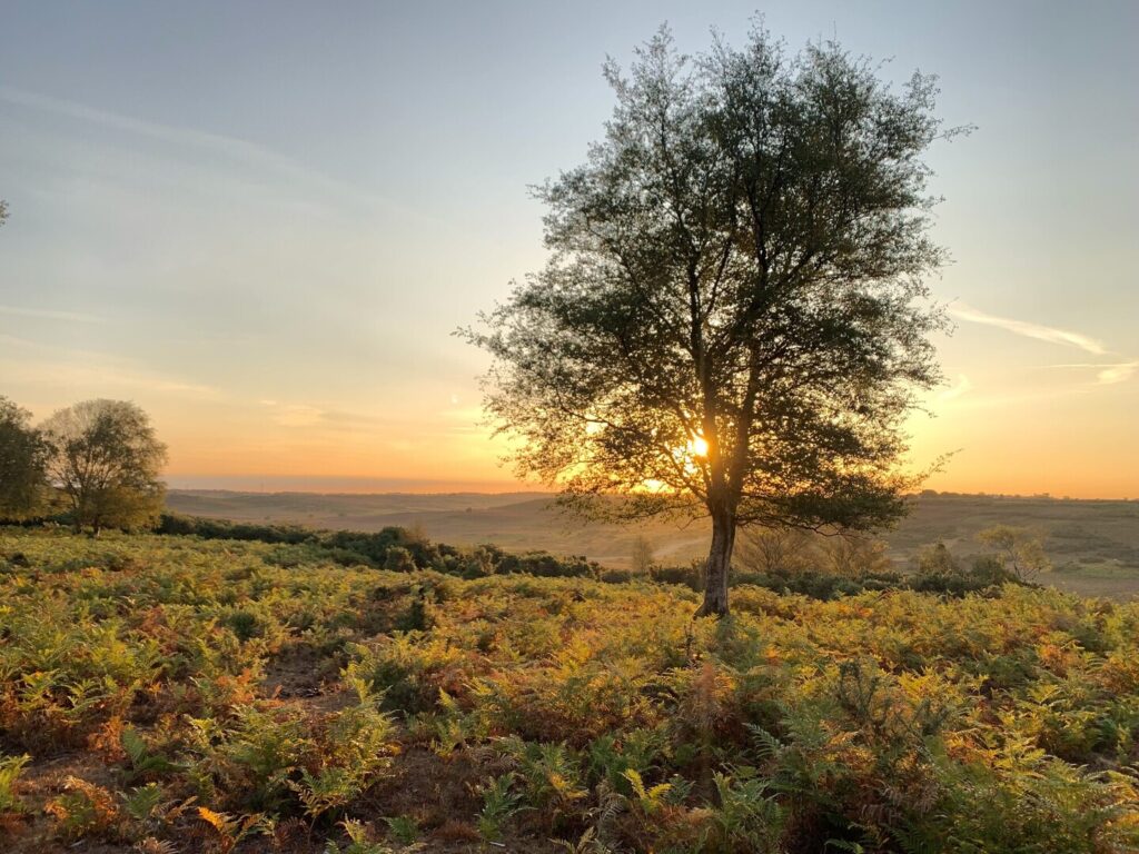 Stand alone tree at sunrise amongst ferns in the New Forest