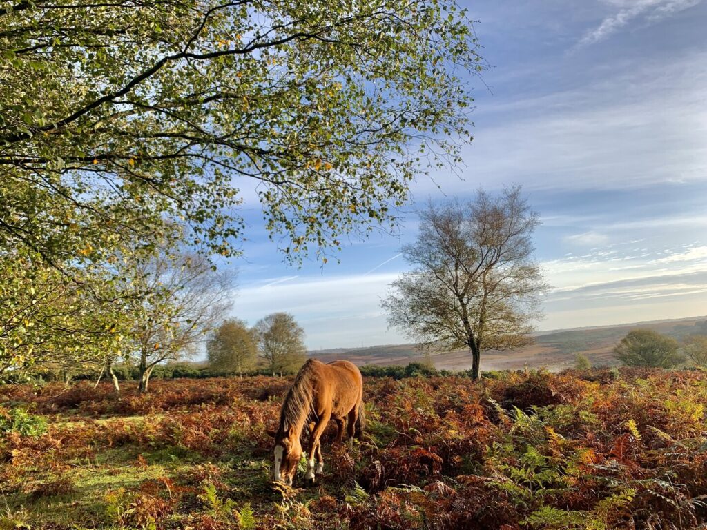Tan pony grazing in the New Forest under blue sky
