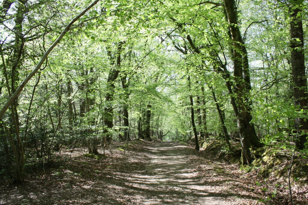 Sunlight through trees on a forest footpath