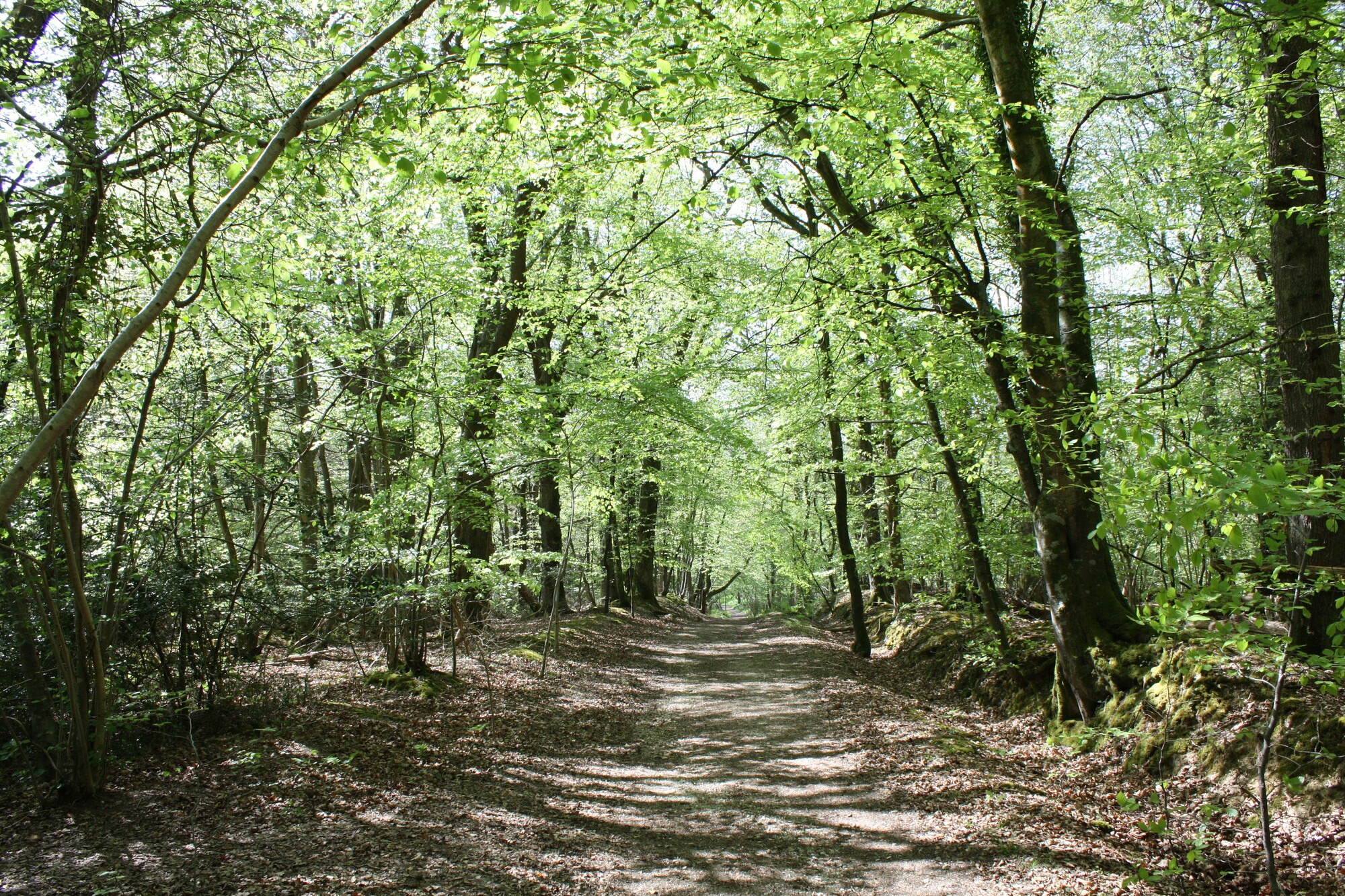 Sunlight through trees on a forest footpath