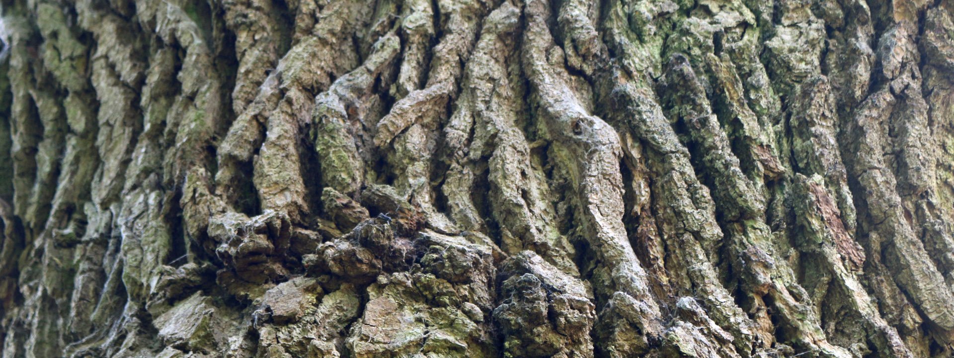Close up of tree bark